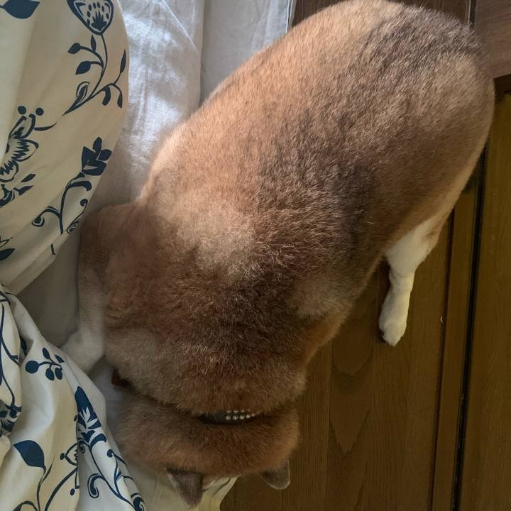 B1b7ab70 a35c 4e55 930a edd6e0fa4aa1 1605925250694