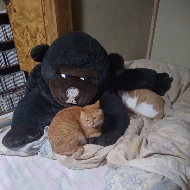 B1b9331d 99c8 4809 a15e f2a2098d0a7b 1763981935257