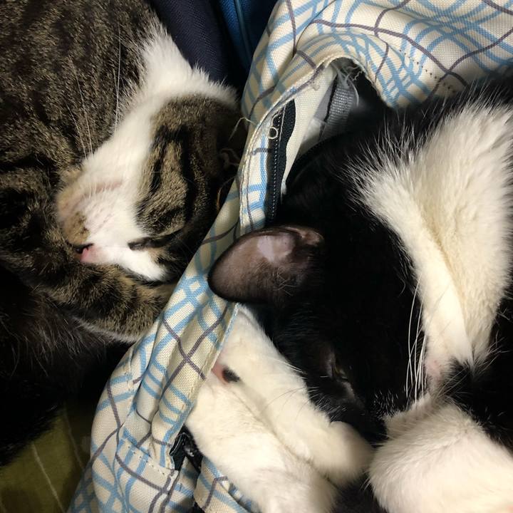 B1bd8a51 3a91 4e15 8321 e6c539f149eb 1561254018232