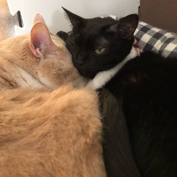 B1c4d58d fc16 41d8 a495 5806ac24b299 1582335705555