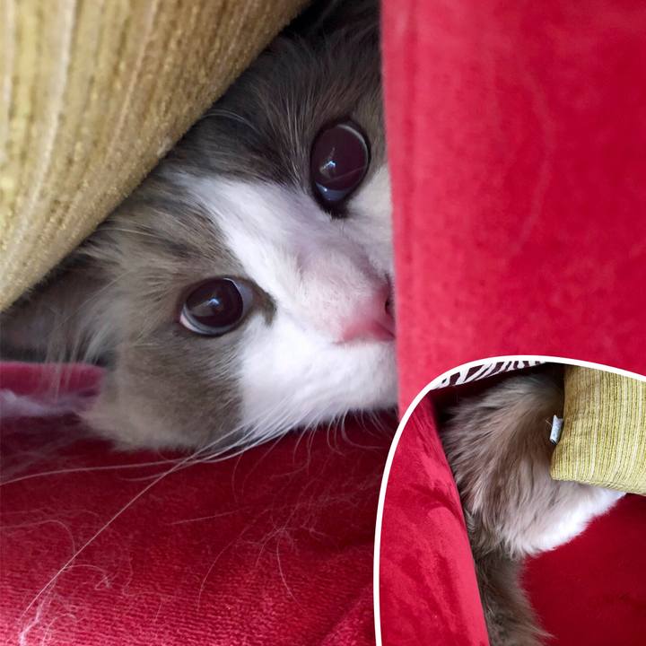 B1c50db8 b9d7 471b aec4 0b62f19eb37f 1590657125256