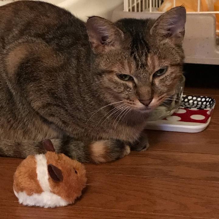 B1c61618 8cd8 4ed9 8dd7 72e7424f7c0f 1572094048890