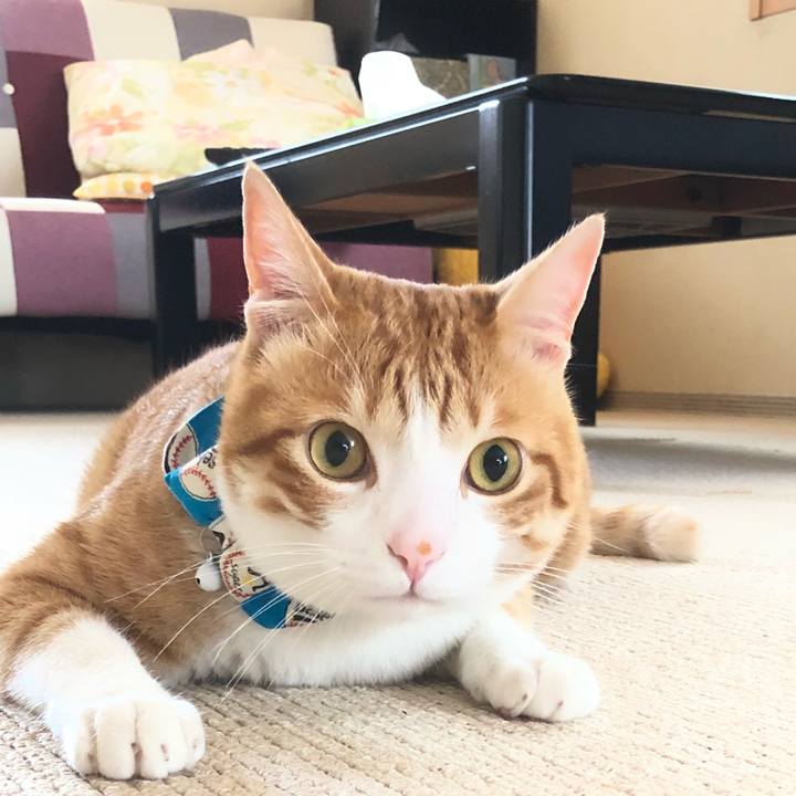 B1c66163 a63e 421d a624 129336a2644e 1530329060310