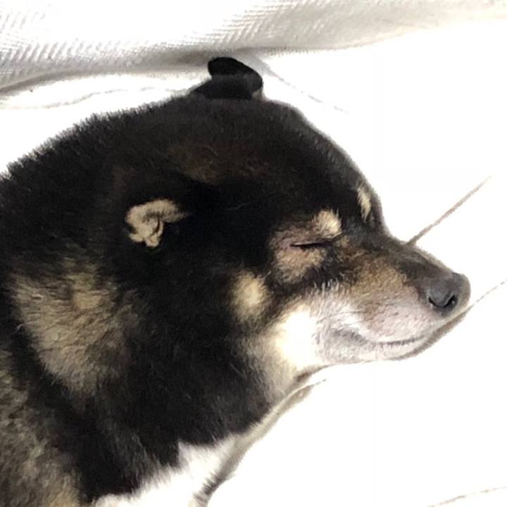 B1d382af e66e 43da b254 5c099624202a 1539687730480