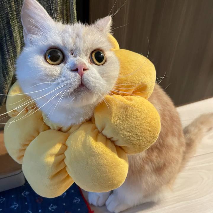 B1d70ca9 55f6 4a12 9c5b 1da9ce9ad6d9 1765069043583