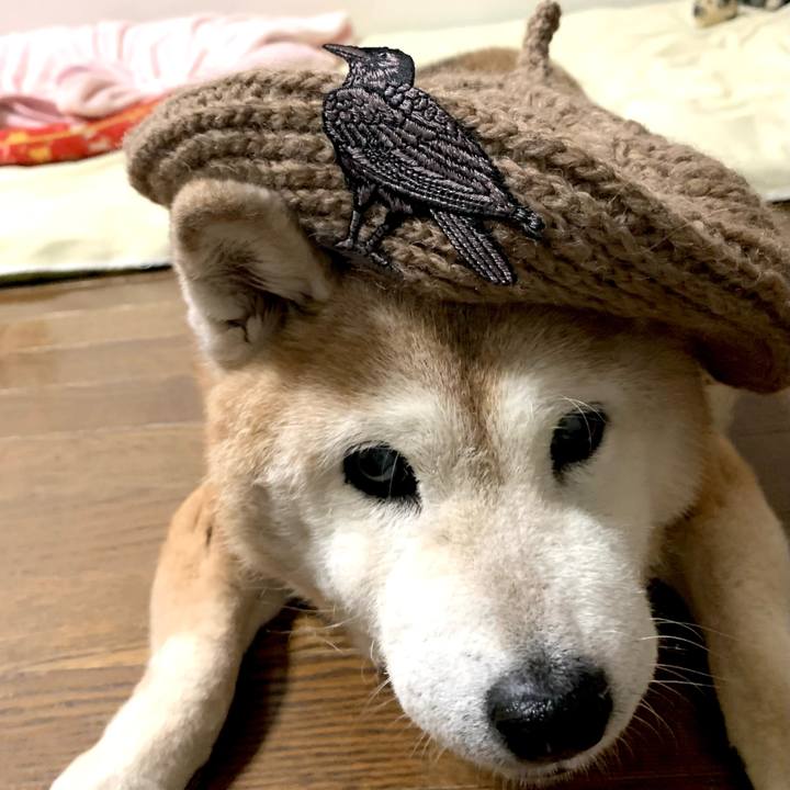 B1d87ed2 15d9 4588 bd08 fdfc4cf1c1dd 1668513844831