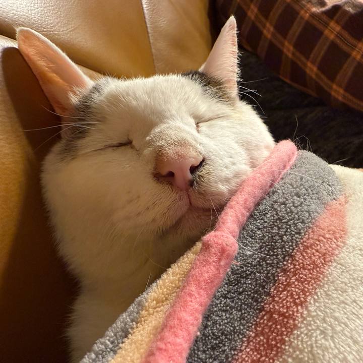 B1da3b7e 50e2 4ba9 be5a ed0c6ee00497 1766063872891