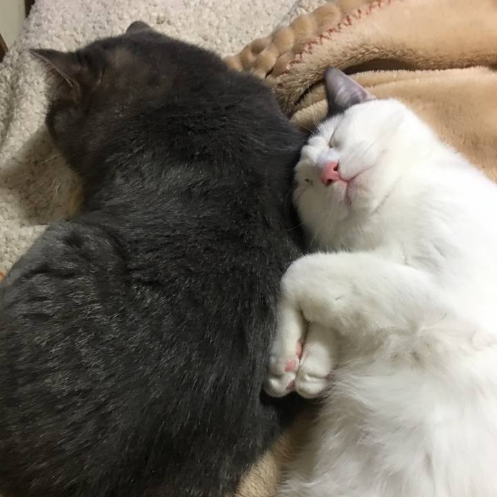 B1dcc0aa b10c 4310 86b6 625f22dcbe21 1542724463868