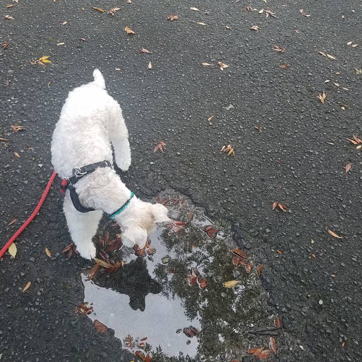 B1dd20c5 205a 4a81 a752 7c4f439f329f 1571715236891