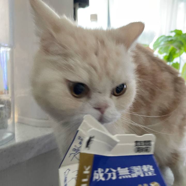 B1e9ad9f f10a 4852 bdcd f9115f78dfa2 1763418239790