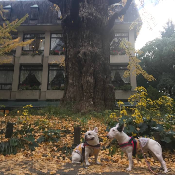 B1fc61c9 8dcd 43ad b204 347c7f133f50 1511617943750