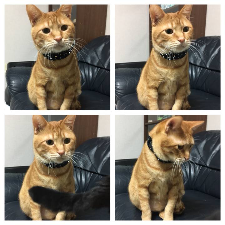 B1fddafa 0538 4e4d bbc9 8c22319563b8 1540982022212