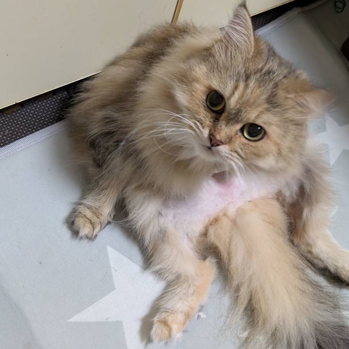 B1fed327 36c9 4ae2 a8d9 e1f402fae09b 1758635792198