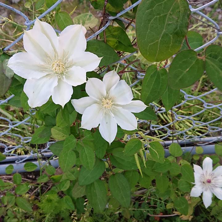 B1ff386a 30e7 4803 9c1f c0e2fa9ae4a0 1617892354265