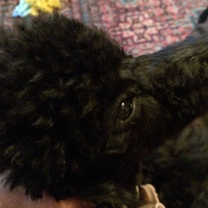 B1ff4eda cea3 4dc1 863f 66b18c5c43b0 1513028396943