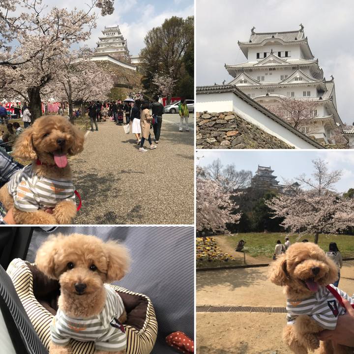 B2014e96 f69f 4dd0 85da 3d6546b721bb 1554520817878