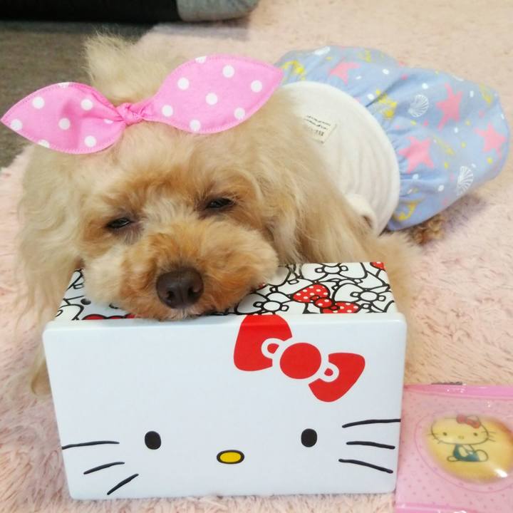 B205b893 19c7 4cbe 8340 76a9c3301c4a 1559044807933