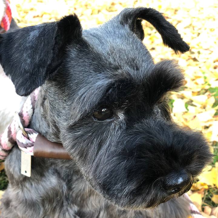 B205f55a 886e 4af4 99e4 8f31537ab173 1542360188116