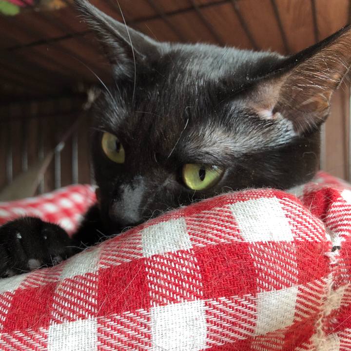 B2079a3d 4ad4 42b5 a785 524782ea82ea 1519433332407