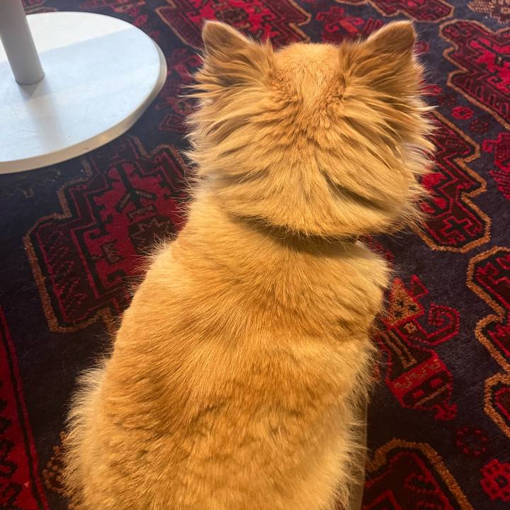 B20845ba 7c96 4d73 827b db6baa1a096f 1770987330789