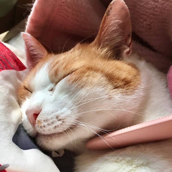 B208bc96 55d7 490c b536 148e8fb6220b 1573187028555