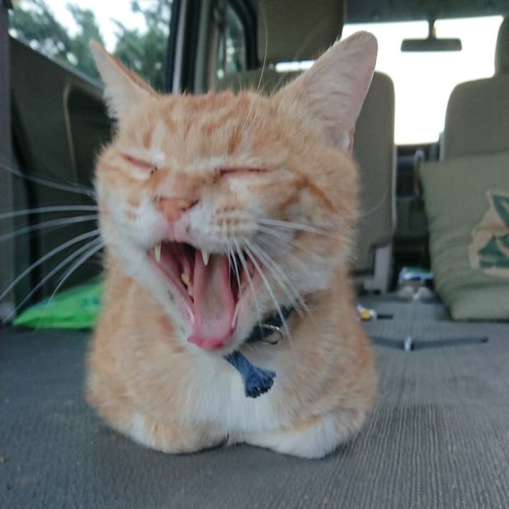 B2091818 56c4 4b17 b3c6 abd3295e8228 1559382397332