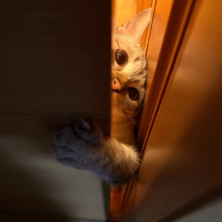 B20a4b5e 8b89 4855 b986 f44d9932340f 1756126764982