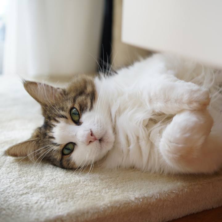 B20d0676 e555 4bce ad4f 90ddc47a82a3 1597886863514