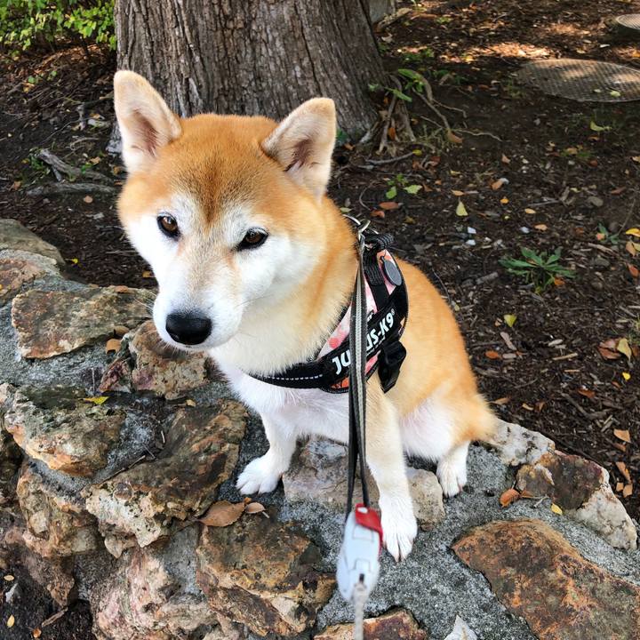 B20db549 9de0 44f0 8f30 a4ec9d3a3ebd 1569811808541