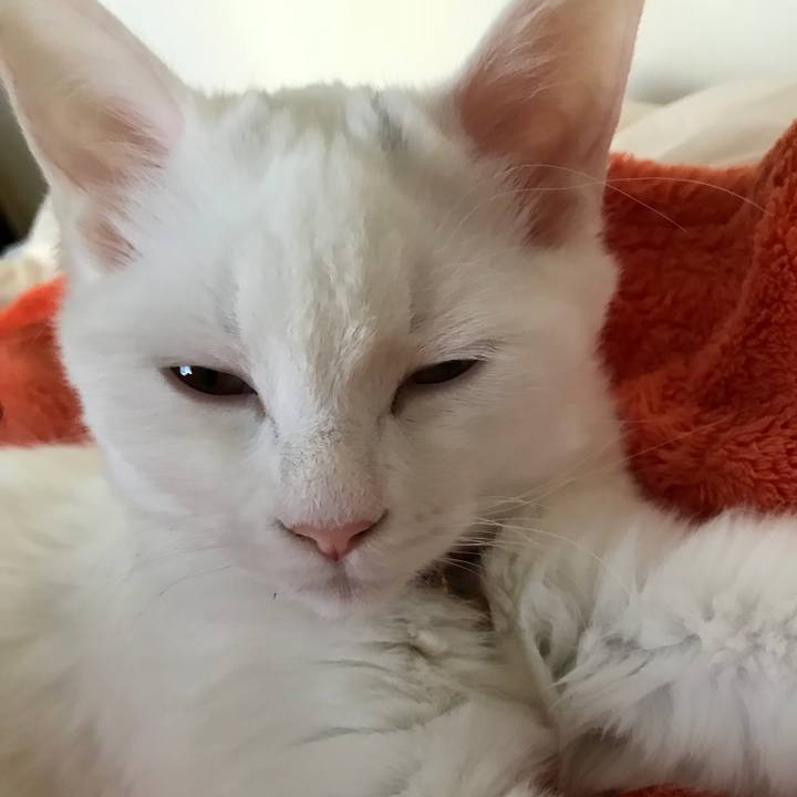 B20e4a82 4a90 4d4b a9dc 0b41277f293b 1511747580452