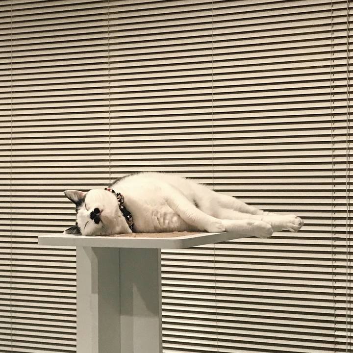 B2114703 b6da 488f 8698 bc88875b2122 1510389985847