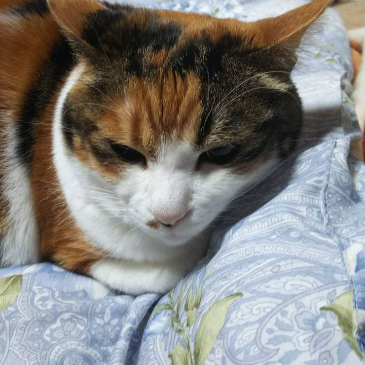 B212dfcb ac69 48a4 a9bb 5b665de90b1d 1544737574999