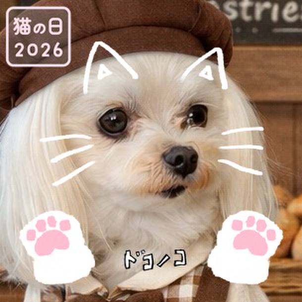 B2138733 ddec 4114 aa8a 9606ec7d094e 1771736477539