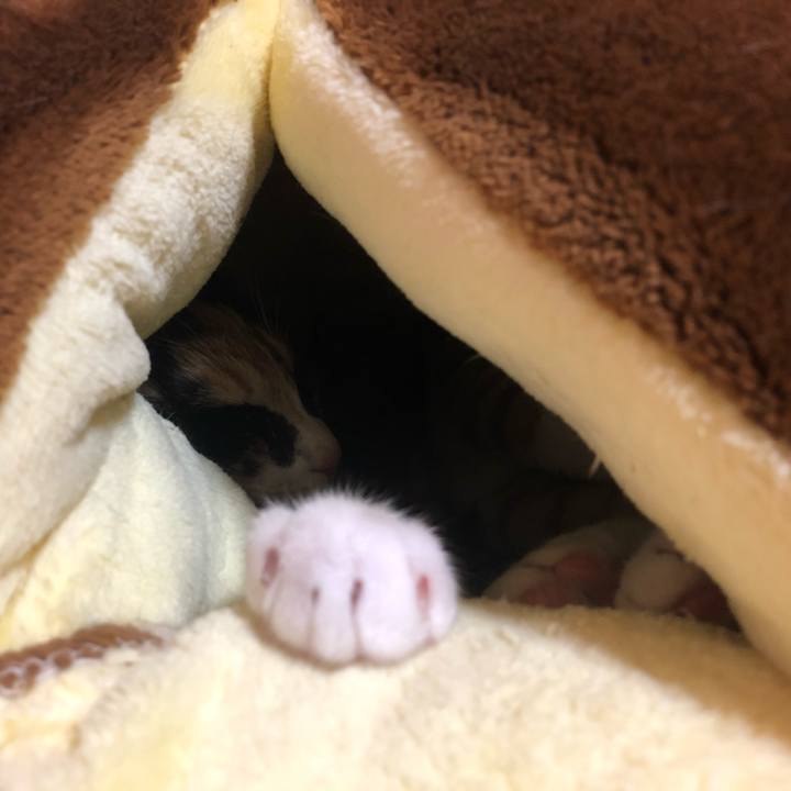 B2178471 dfae 413c 945f 99936924dcdf 1550821902002