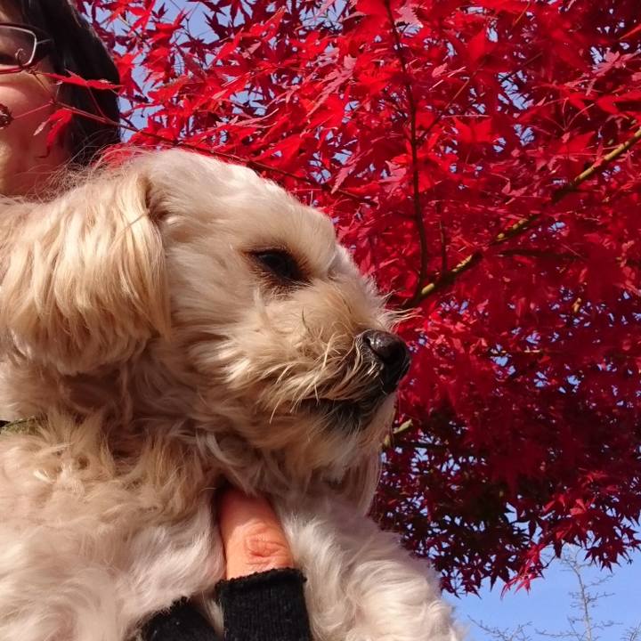 B217d8df a093 406b b12d aee60c5641d6 1543724883247