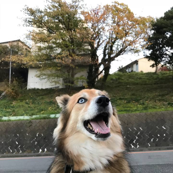 B2183c84 bd6b 4cfe a192 5553c36ce7a6 1511940371419