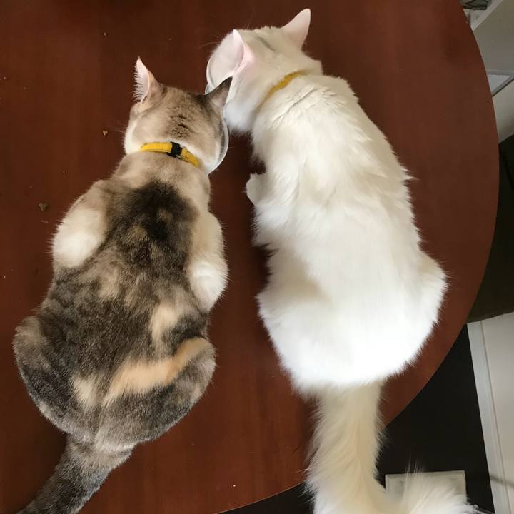 B21bcf53 acd5 4dcb 83d0 ede03022e7e0 1526083599208