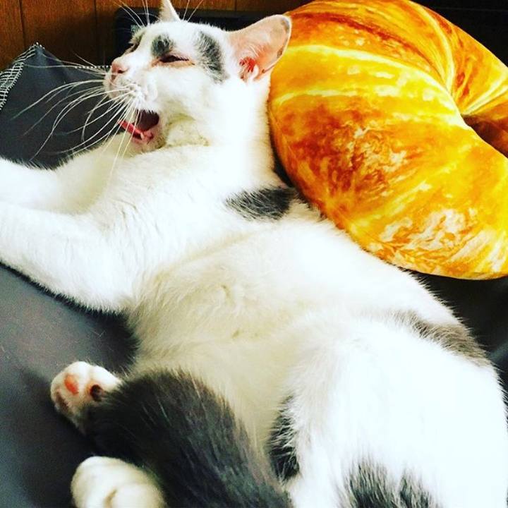 B2212a17 fd4d 4cd8 87b8 eb0f794c930c 1525430284333