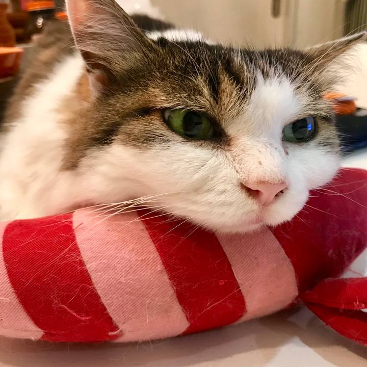 B2232dd4 9807 48a5 bf8d b9b565e8f2a5 1565613612684