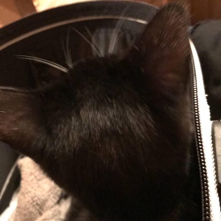 B224dcf6 84e5 41bd b53b 26359f41fb92 1509503269558