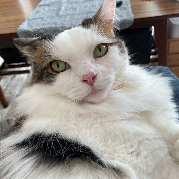 B22a20ae 7481 4ab0 aba6 24f05bbea24e 1762570124740