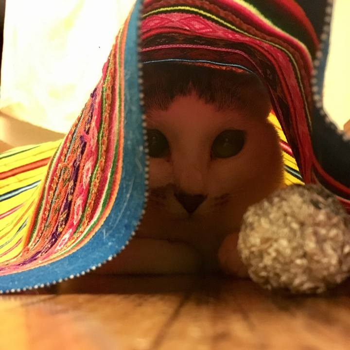 B22a94e0 5945 41c1 ba12 4b30e8983e37 1526182271070