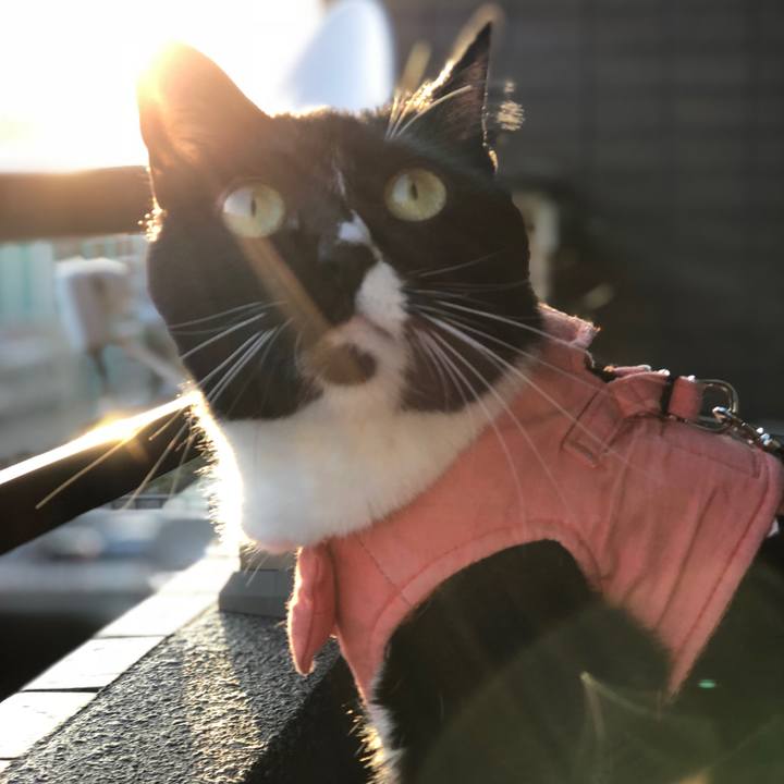 B22e50bc 32c6 4c71 a05a 715f79d0660c 1528838953861