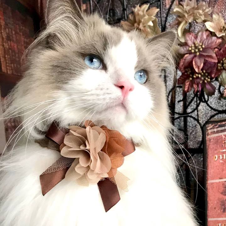 B23378f2 2f0b 417a b59c d36b37fd922f 1597130234401