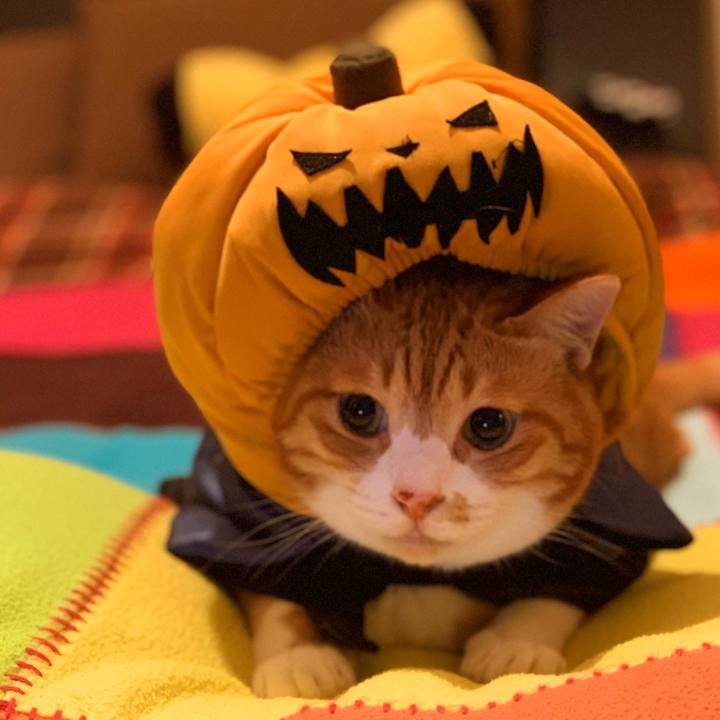 B236dddf c099 4116 b054 ebe1c4ca2570 1604153025906