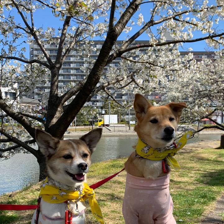 B23fbf21 b08a 4858 b719 d8403a694cbd 1585319719649