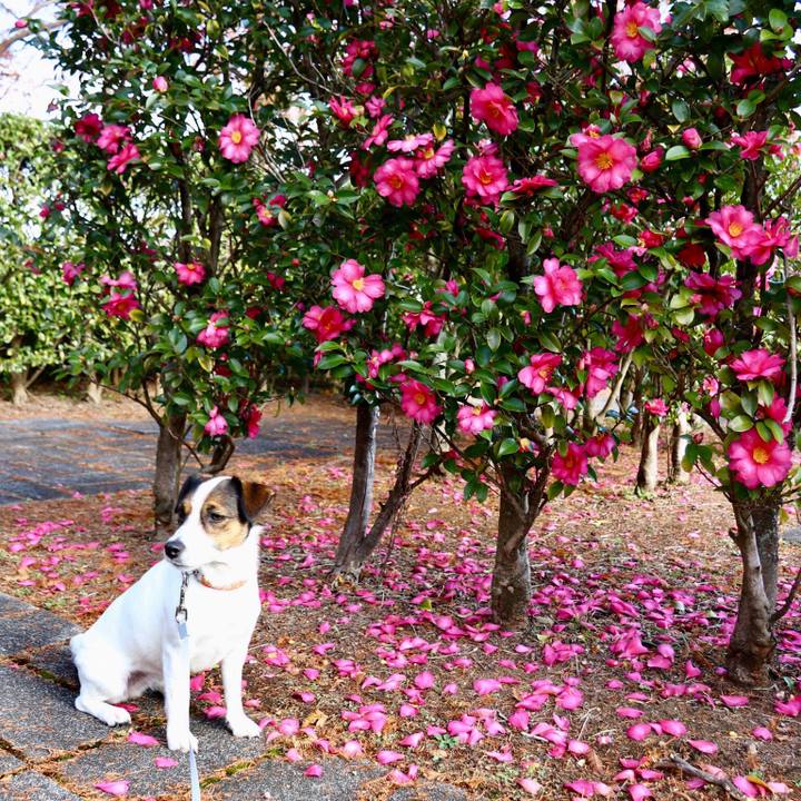 B243582b 5278 4419 9d50 bf24ee180d14 1544263950857