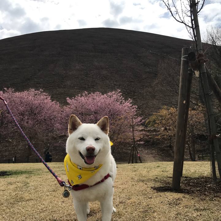 B2449036 0123 43f8 9f22 b0309701bd2a 1521767958248