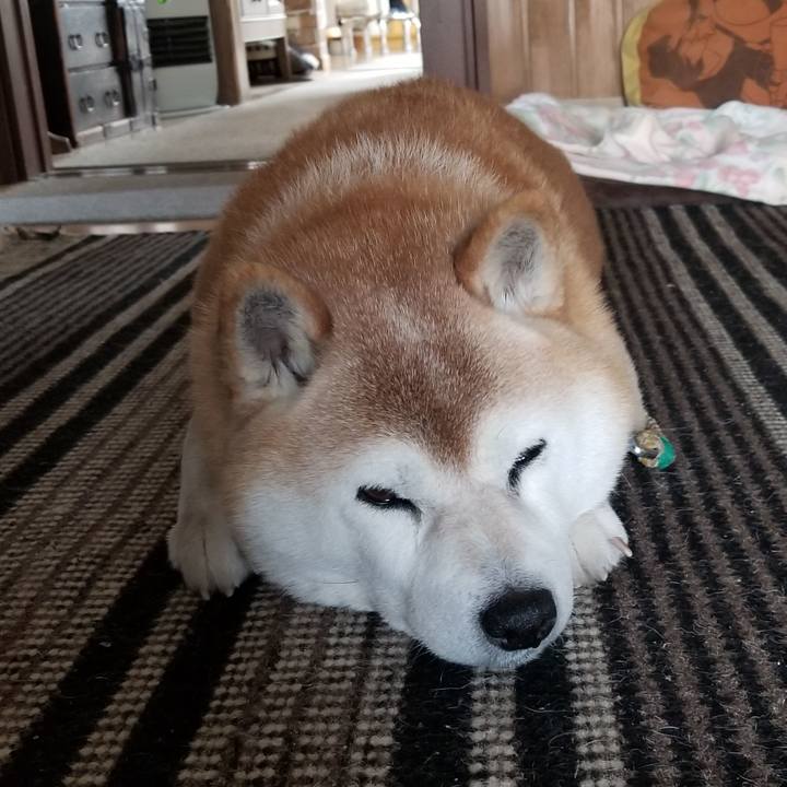 B2492053 a951 416a bc2c f337cc057efe 1711581363590