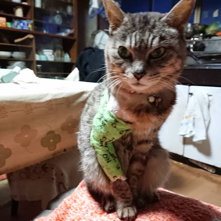 B249d1a9 3a7f 41cb 9dd4 83887618dcdc 1587325600165